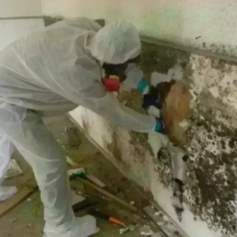 Mold Remediation and Removal in Concordia Parish, LA